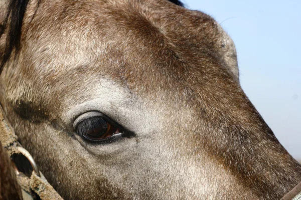 Ló szem Vértes — Stock Fotó