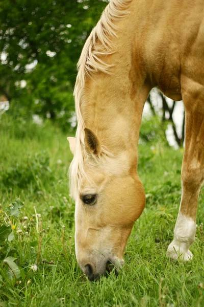 Паломинский конь пасущийся на траве — стоковое фото