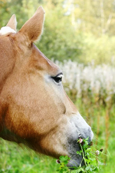 Palomino paard — Stockfoto
