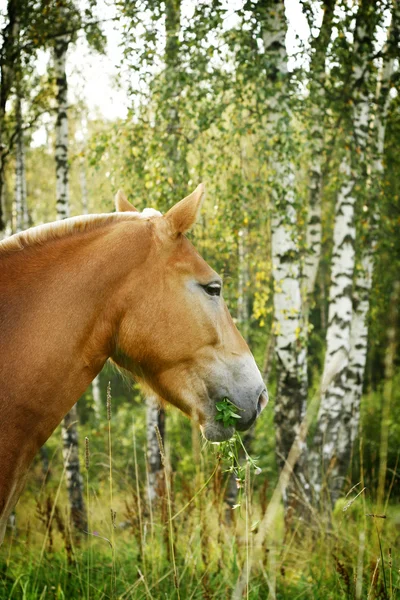 Άλογο προφίλ — Φωτογραφία Αρχείου