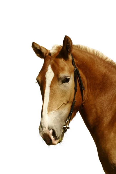 Dark orange arabian stallion — Stock Photo, Image