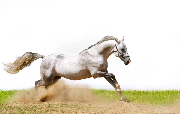 Stallion in dust — Stock Photo, Image