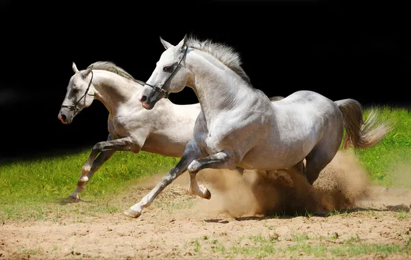 Two stallions in dust Stock Photo by ©mari_art 1234993