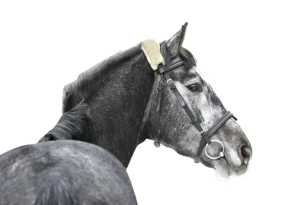 Cavalo cinzento isolado — Fotografia de Stock