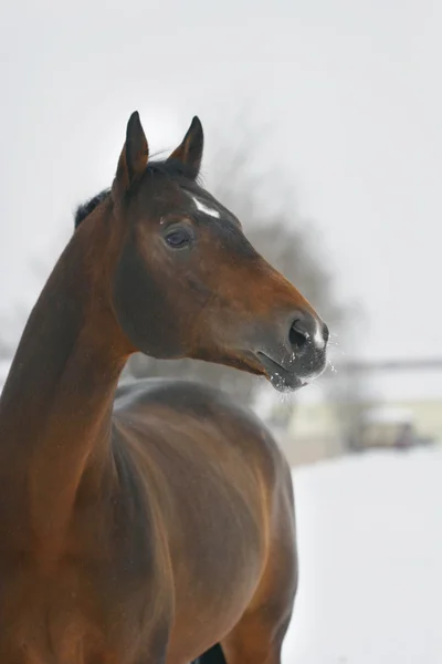 Portrait of chesnut stallion — Stock Photo, Image