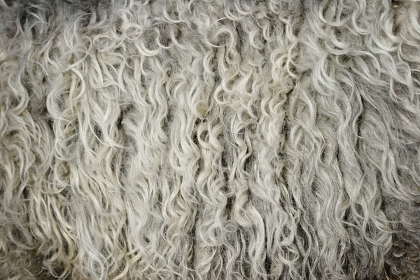 Textura ovina — Fotografia de Stock