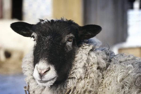 Голова овець — стокове фото