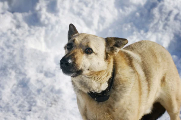 Köpek kış — Stok fotoğraf