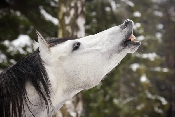 Stallion on nature in winter — Stock Photo, Image