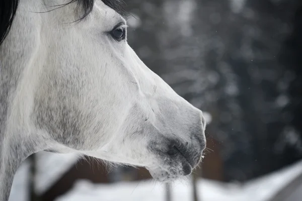 Stallion on nature in winter — Stock Photo, Image