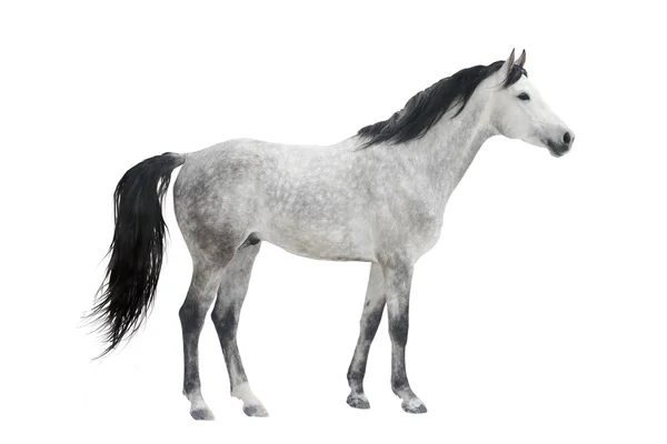 孤立在白色灰色种马 — 图库照片