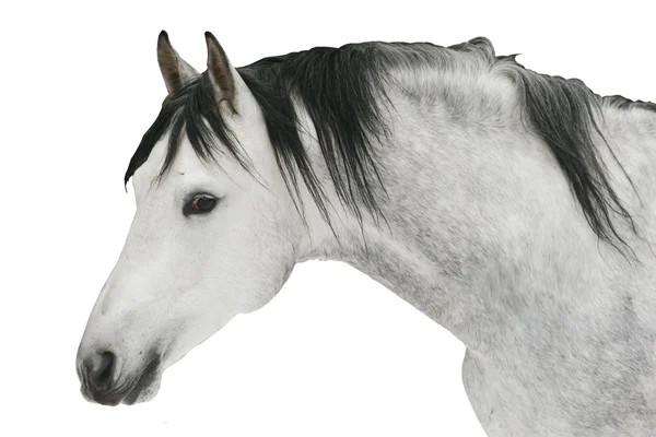 Grey stallion isolated on white — Stock Photo, Image