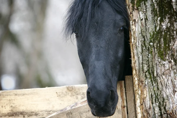 Zwarte paard hoofd — Stockfoto