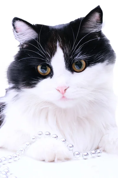 Ciekawy kot na białym tle — Zdjęcie stockowe