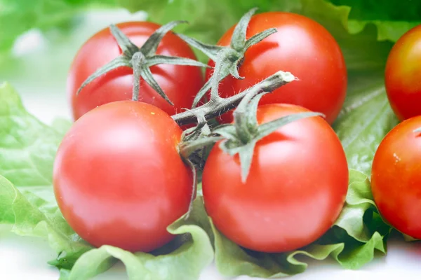 stock image Tomatoes closeup