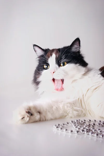 Кішка позіхання — стокове фото