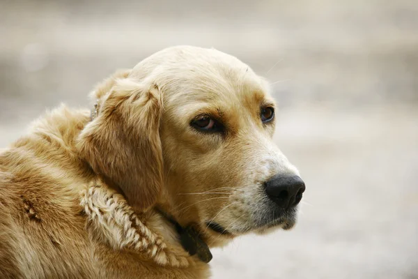 Сумно собака — стокове фото