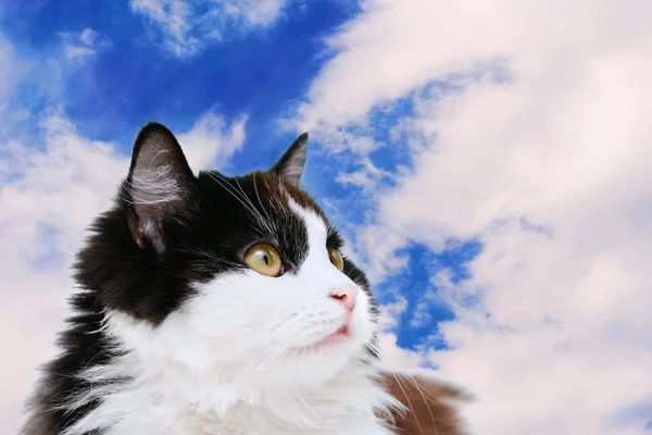 Gökyüzünde izole kedi — Stok fotoğraf