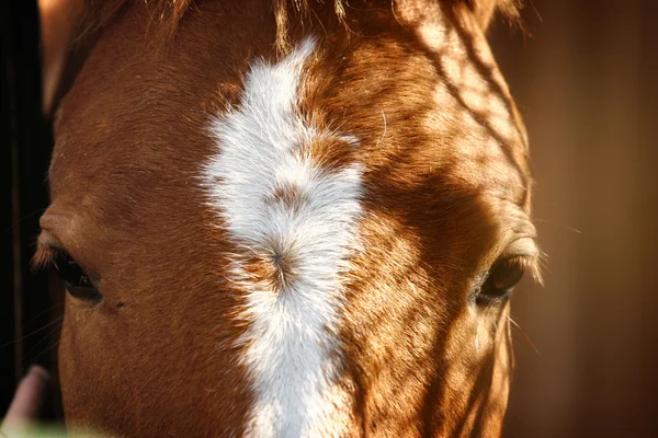 Hlavu koně zblízka — Stock fotografie