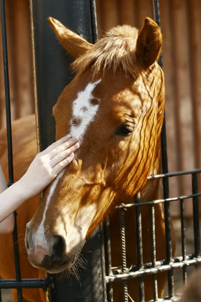Cabeça de cavalo de perto — Fotografia de Stock