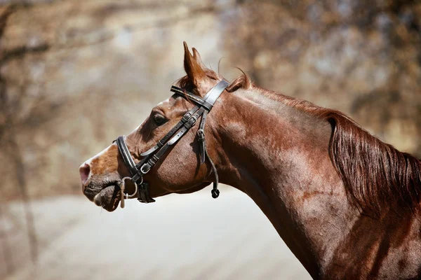 Purebred arabian stallion — Stock Photo, Image