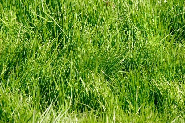 緑の草のテクスチャ — ストック写真