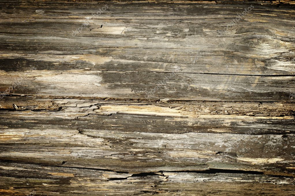 Old tree texture — Stock Photo © mari_art #1237054