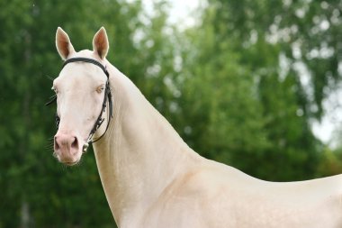 Cremello achal-tecke stallion clipart