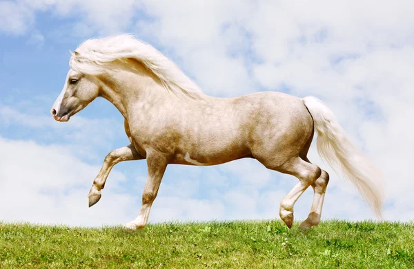 Pony stallion — Stock Photo, Image