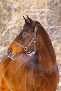 Horse in winter clipart