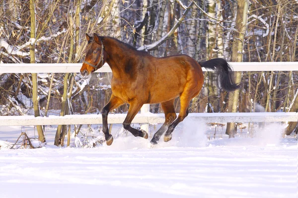 在冬天中的马 — 图库照片