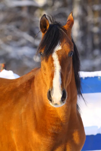 Arab stallion in winter — Stock Photo, Image