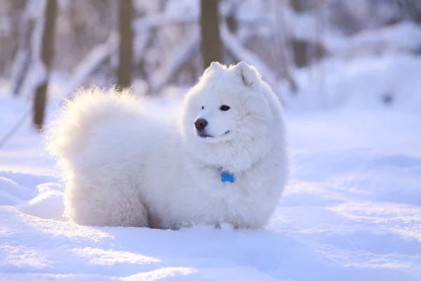 Samojed hund i snö — Stockfoto
