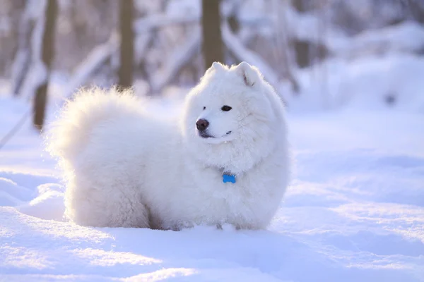 Samoyed cão na neve — Fotografia de Stock