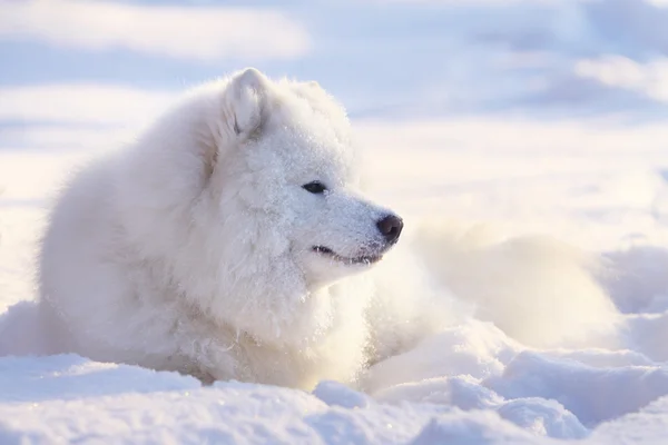 Samoyedo perro en la nieve — Foto de Stock