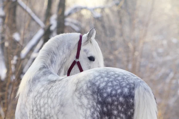 Orlov trotter stallion — Stock Photo, Image