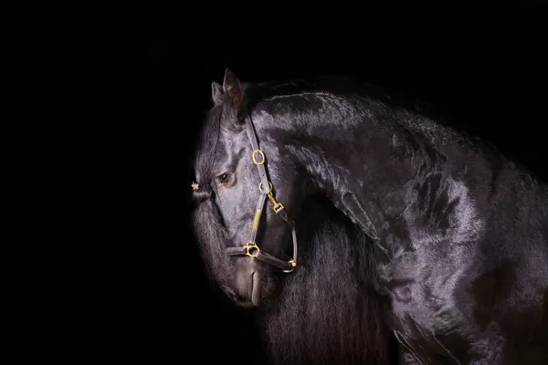 Frisian stallion indoors — Stock Photo, Image