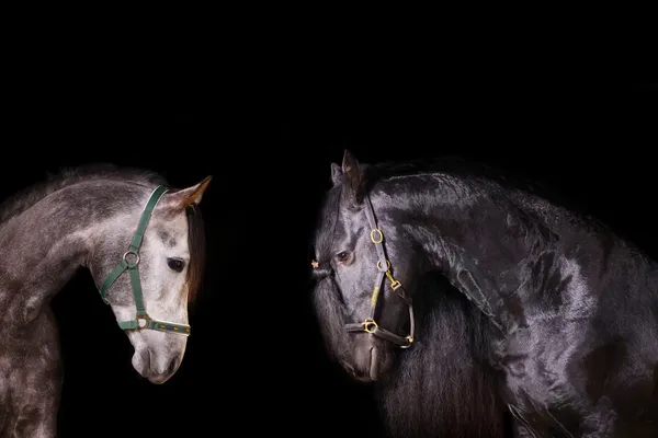 Frisian and arab stallions — Stock Photo, Image