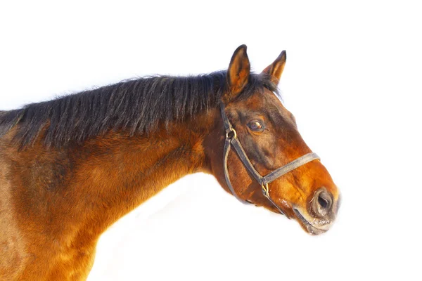 Голова лошади изолирована — стоковое фото