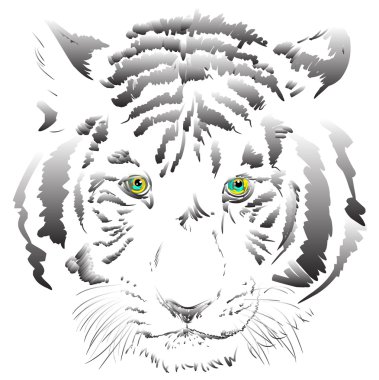 White tiger clipart