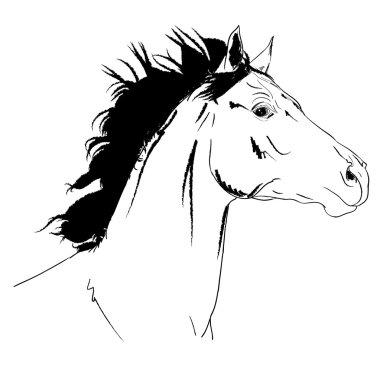 Arab horse sketch clipart