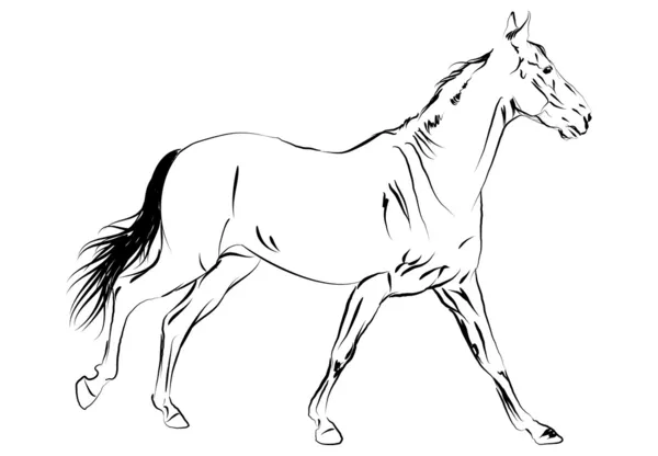 Άλογο εικονογράφηση σε λευκό — Φωτογραφία Αρχείου