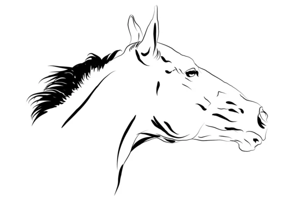 Illustratie van paardenkop — Stockfoto