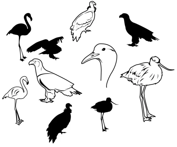 Ilustração das aves — Fotografia de Stock