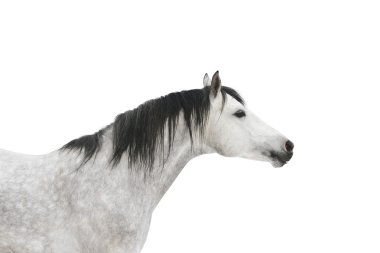 Grey horse isolated clipart