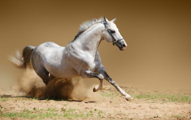 Stallion in dust clipart