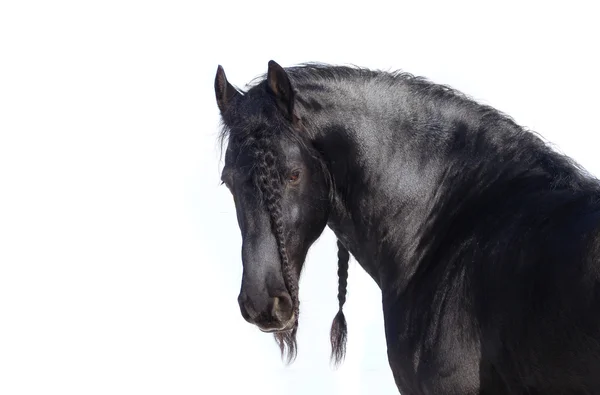 Beautiful frisian stallion — Stock Photo, Image
