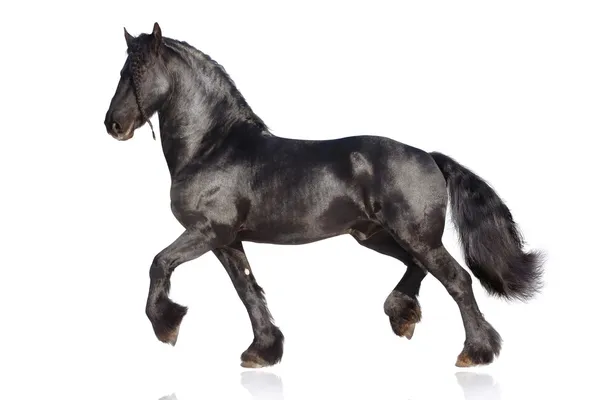 Black stallion isolated — Stock Photo, Image