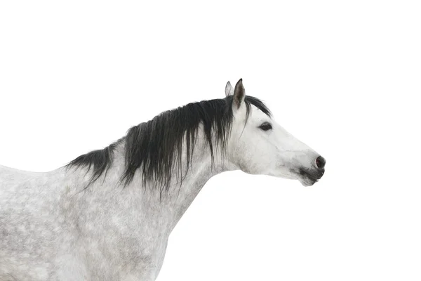 Cavalo cinzento isolado — Fotografia de Stock