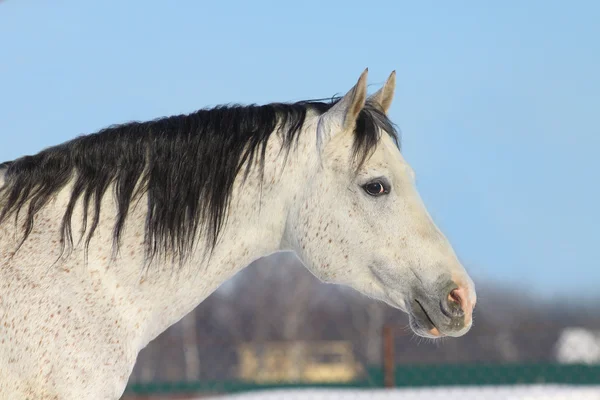 Young arab stallion — Stock Photo, Image